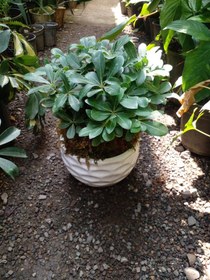 تصویر بنسای میخک هندی 