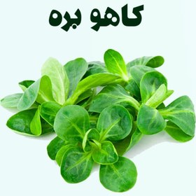 تصویر کاهو بره 