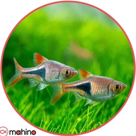 تصویر پک ماهی رازبورا دلقک 10 عددی 