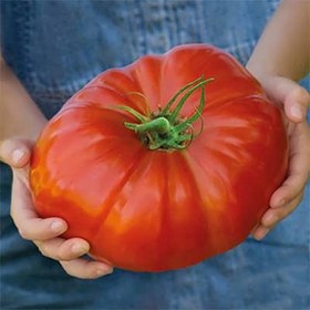 تصویر بذر گوجه فرنگی سایز بسیار بزرگ 