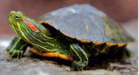 تصویر لاک پشت گوش قرمز ۱۰ سانتی متر Red_eared slider