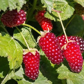 تصویر نهال لوگان بری Loganberry plant