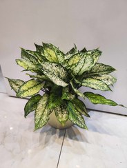 تصویر آکلما برفی aklama