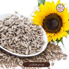 تصویر مغز تخمه افتابگردان 