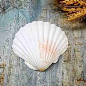 تصویر حوضچه صدف طبیعی مدل ۱ 