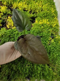 تصویر سینگنیوم بلک سایز نشایی