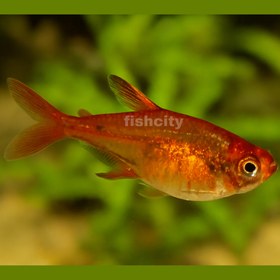 تصویر تترا امبر 