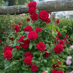 تصویر رز رونده عطری بسیار زیبا گل درشت (پس کرایه) 