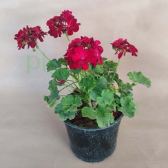 تصویر گل شمعدانی قرمز تیره گلدان14 