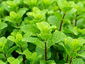 تصویر بذر نعنا فلفلی (50 عددی) Mentha piperita 