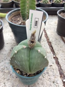 تصویر بذر کاکتوس آستروفیتوم 3 پر ندوم ژاپن ELG.9066 - بسته 10 عددی Astrophytum myrio. tricostatum F1 – Japan Sankaku ELG.9066