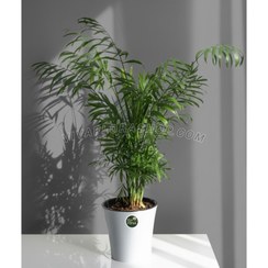 تصویر نخل اریکا با گلدان سرامیکی 