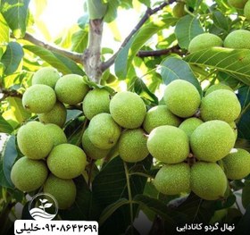 تصویر گردو کوپه کانادایی 