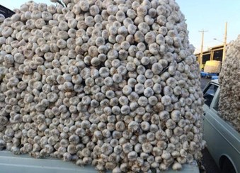 تصویر سیر خشک و تند همدان اعلا garlic white