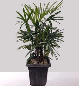 تصویر گیاه لیدی پالم Broadleaf lady palm 