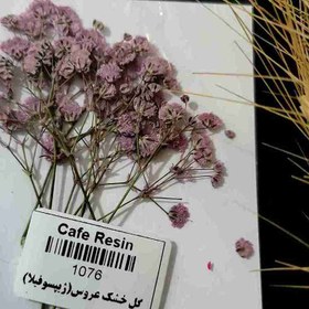 تصویر گل خشک عروس (ژیپسوفیلا) یاسی 