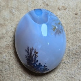 تصویر شجر قائن زیبا خاص 