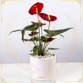 تصویر گل آنتوریوم قرمز 