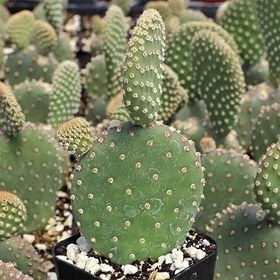 تصویر بذر اپونتیا میکروداسپس 5 عددی 