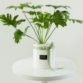 تصویر گلدان پلیمری برگ انجیری 