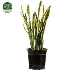 تصویر سانسوریا شمشیری سایز 10 (گلدان پلاستیکی) Sansevieria