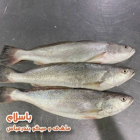 تصویر ماهی شوریده درجه 1 جنوب سایز بزرگ تازه و صید روز (1 کیلوگرم) 