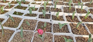 تصویر پیاز گل لاله هلندی 