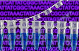 تصویر دوره PCR 