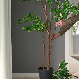 تصویر درخت بنجامين FEJKA ايكيا 