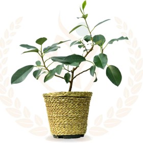 تصویر فیکوس جنگلی 