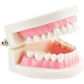 تصویر مولاژ دندان اندازه طبیعی 