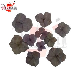 تصویر گل خشک هورتانسیا (10 عددی) 