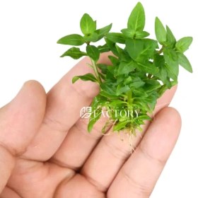 تصویر گیاه آبزی آکواریوم پلنت استروژن Staurogyne repens (پک 4 شاخه) 