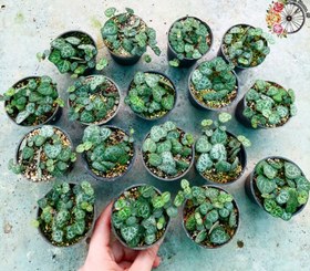 تصویر پک ۲۰ عددی سروپژیا 