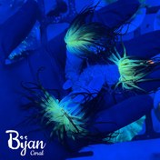 تصویر شقایق فلیم 