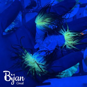 تصویر شقایق فلیم 