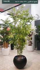 تصویر درختچه بامبو 230 سانت تنه فایبر، 6 تنه فایبر 