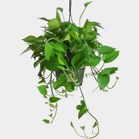 تصویر گیاه پتوس آویز 