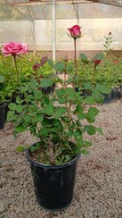 تصویر گلدان رز هلندی صورتی 