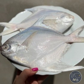 تصویر ماهی حلوا سفید ( زبیدی ) پک 3 کیلویی 