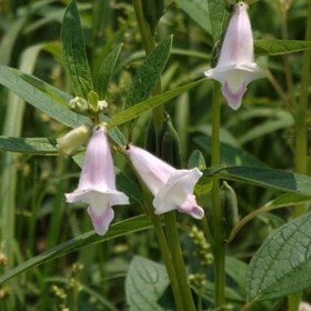 تصویر بذر کنجد سفید 1 گرمی 