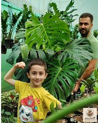 تصویر گیاه برگ انجیری مانسترا | کد: ZNB-EQ8 