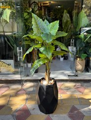 تصویر درختچه بابا ادم دو تنه تنه فابریک 