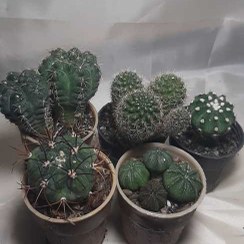 تصویر پک کاکتوس های بذری ۶ گلدان ۶ مطابق تصویر Cactus package