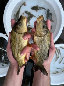 تصویر بچه ماهی کپور 