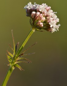 تصویر سنبل الطیب گیاه نیم کیلویی (اعلا) 