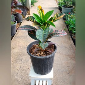 تصویر کروتون سایز کوچک و اقتصادی بسیار زیبا و با کیفیت 