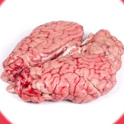 تصویر خرید مغز شتر (بسته 2 عددی همراه با یخدان )(شامل پس کرایه) 