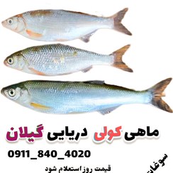 تصویر ماهی سیاه کولی شمال (دریای کاسپین) 