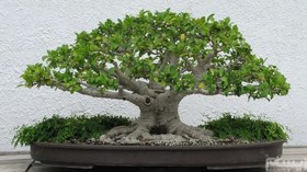 تصویر بذر بنسای Ligustrum lucidum ا بسته ی 15 عددی بذر بونسای درخت " برگ نو چینی " بسته ی 15 عددی بذر بونسای درخت " برگ نو چینی "